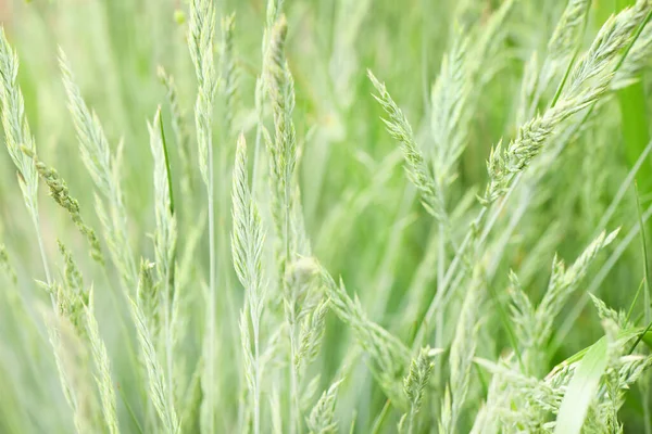 Blooming Grass Ear Close Detail Blurry Landscape Background High Resolution — Stock Photo, Image