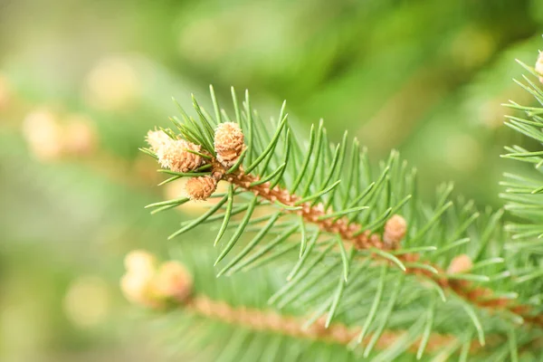 Close Van Groene Sparren Takken Als Getextureerde Achtergrond Hoge Resolutie — Stockfoto