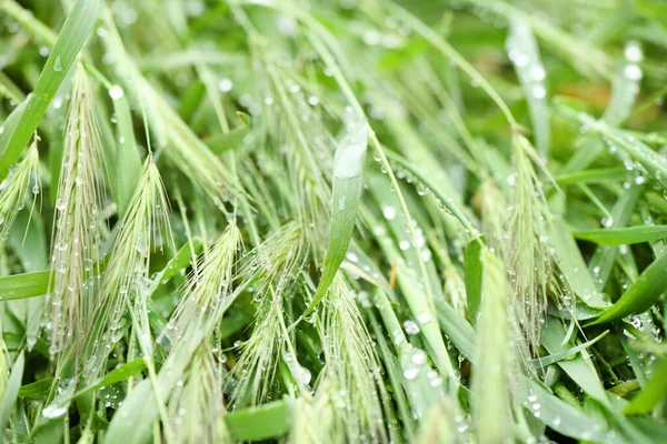 Fresh Grass Dew Drops Close High Resolution Photo Selective Focus — Stock Photo, Image