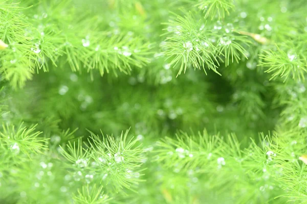 Plante Verte Asperges Brachyphullus Dans Jardin Macro Photo Des Asperges — Photo