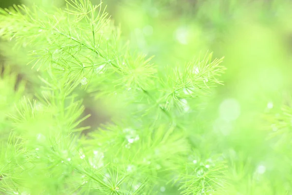 Green Plant Asparagus Brachyphullus Garden Macro Photo Dwarf Asparagus Dew — Stock Photo, Image