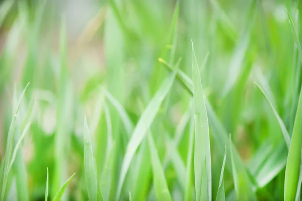 Green Grass Summer Background High Resolution Photo Selective Focus — Stock Photo, Image