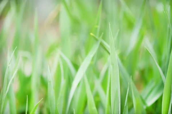 Herbe Verte Fond Été Photo Haute Résolution Concentration Sélective — Photo