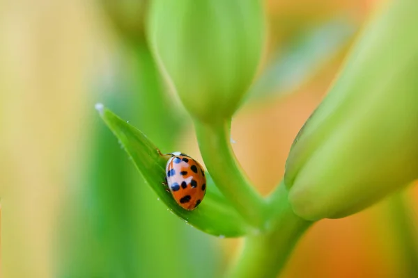 Ladybird Lily Image Summer Flowers High Resolution Photo Selective Focus — Stock Photo, Image