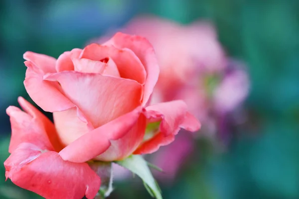 Όμορφα Ροζ Τριαντάφυλλα Φωτογραφία Υψηλής Ανάλυσης Επιλεκτική Εστίαση Ρηχό Βάθος — Φωτογραφία Αρχείου