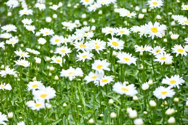 Heřmánkový Květ Zelené Louce Sedmikrásky Dox Eye Common Daisy Dog — Stock fotografie