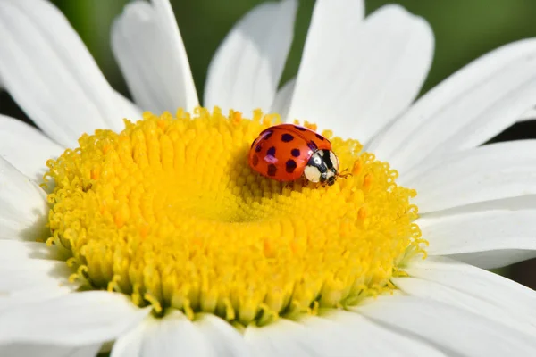 Ladybird Daisy Image Summer Flowers High Resolution Photo Selective Focus — Stock Photo, Image