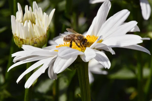 Hard Working Wild Bee Crawling Ryltse Chamomile Flower Collects Nectar — Stock Photo, Image