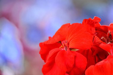 Kırmızı bahçe, bulanık arka planda, Geranium Pelargonium çiçeği. Yüksek çözünürlüklü. Tam alan derinliği.