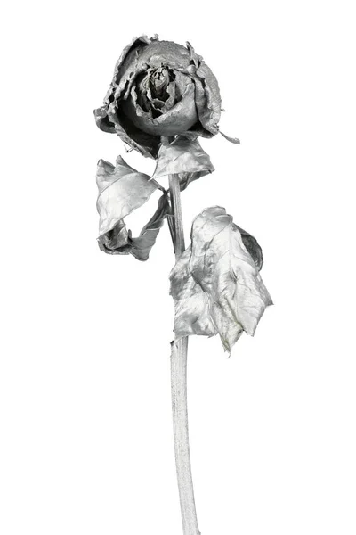 Rosa Prata Isolado Branco Cabeça Flor Seca Prata Conceito Romance — Fotografia de Stock