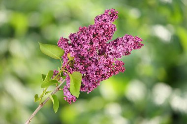 Çiçekli leylağın bahar dalı. Yüksek çözünürlüklü. Tam alan derinliği.