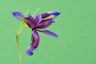 Iris Graminea 'nın mor çiçeği yeşil arka planda izole edilmiş. Yüksek çözünürlüklü. Tam alan derinliği.