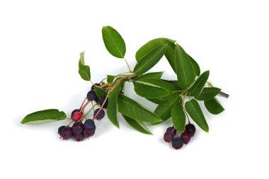 Amelanchier, Shadwood, Shadblow, Serviceberry, Sarvisberry, Juneberry, saskatoon, şeker eriği, yaban eriği veya gülen armut. Beyaz arka planda izole edilmiş. Yüksek çözünürlüklü. Tam alan derinliği.