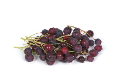 Amelanchier, Shadbush, Shadblow, Serviceberry, Sarvisberry, Juneberry, saskatoon, şeker eriği, yaban eriği veya gülen armut. Beyaz arka planda izole edilmiş. Yüksek çözünürlüklü. Tam alan derinliği.