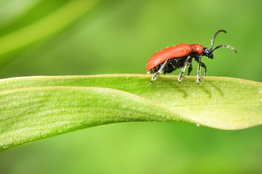 Hasarlı yaprak üzerinde kırmızı zambak böceği (Lilioceris lilii). Yüksek çözünürlüklü. Tam alan derinliği.