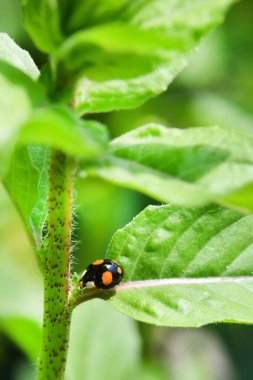 Bir Asyalı uğur böceğinin Macro 'su (Harmonia axyridis, Coccinellidae), 