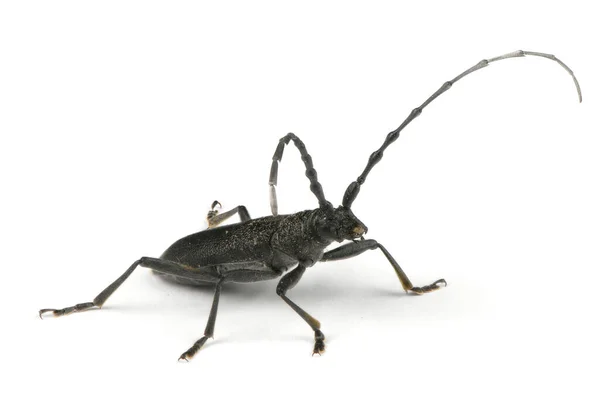Escarabajo Cuerno Largo Cerambyx Pequeño Cerambyx Scopolii Aislado Sobre Fondo — Foto de Stock