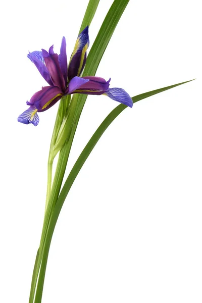 Purple Flower Iris Graminea Isolated White Background High Resolution Photo — Stock Photo, Image