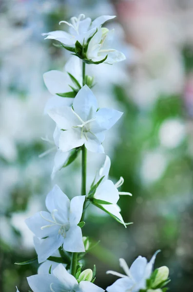 Campanula Latifolia Alba Óriás Harangvirág Fehér Növény Latinul Azt Jelenti — Stock Fotó