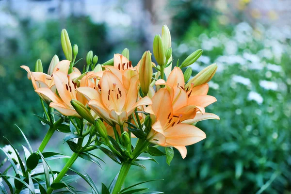 Många Levande Orange Blommor Lilium Eller Lily Solig Sommardag Vacker — Stockfoto