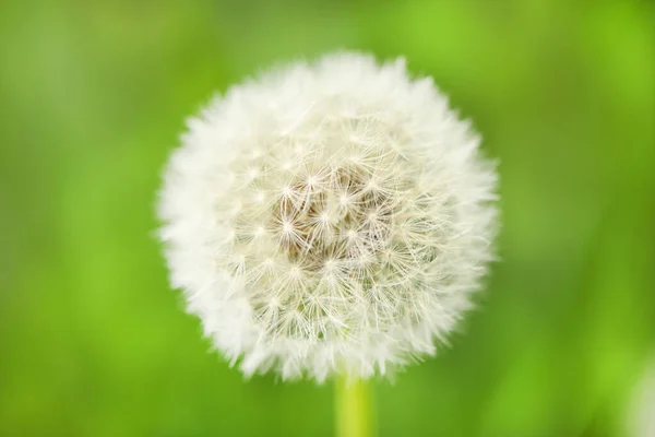 Фотография Nature Plant Fluffy Dandelion Цветущий Белый Цветок Одуванчика Фоне — стоковое фото