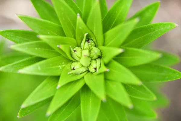 一株绿色的百合花在雨中绽放 晶莹的春绿 高分辨率照片 有选择的重点 浅水区深度 — 图库照片