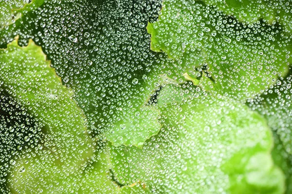 Red Araña Con Algunas Gotas Agua Temprano Mañana Foto Alta —  Fotos de Stock