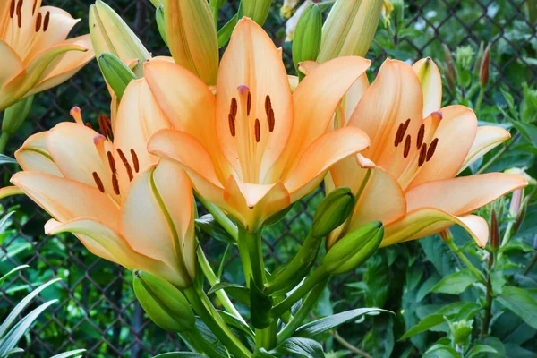 Många Levande Orange Blommor Lilium Eller Lily Solig Sommardag Vacker — Stockfoto