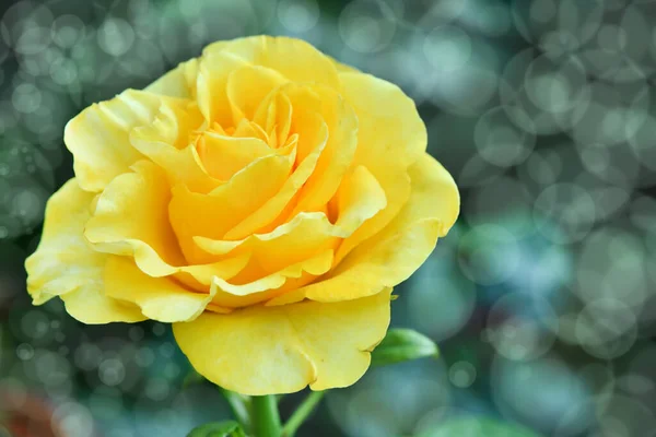 Perfect Single Yellow Rose with Leafs. Open, incredibly beautiful yellow rose in the garden. High resolution photo. Selective focus.