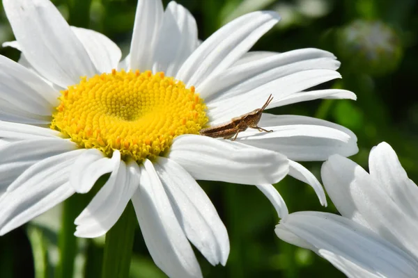 Ακρίδα Λουλούδι Χαμομήλι Φωτογραφία Υψηλής Ανάλυσης Επιλεκτική Εστίαση Ρηχό Βάθος — Φωτογραφία Αρχείου