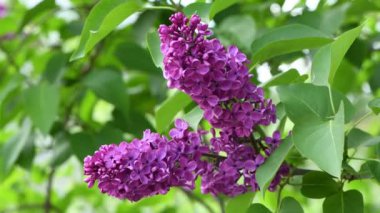 Güneşli bir günde rüzgarda sallanan dalda çiçek açan leylaklar. Yan görünüm, kapat.