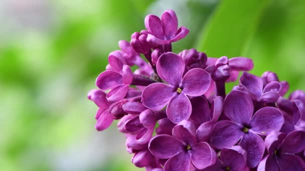 Montón Lilas Florecientes Una Rama Balanceándose Viento Día Soleado Vista — Vídeos de Stock