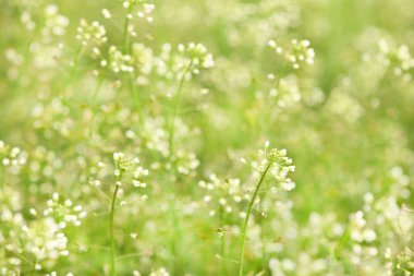 Çoban çantasının beyaz çiçekleri, Latince adı Capsella bursa-pastoris. Çoban çantalı bir Glade. Seçici odaklanma. Yüksek çözünürlüklü fotoğraf.
