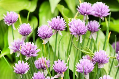 Sibirya soğanı (dekoratif soğan). Bahçe arka planında gelişen Allison. Yüksek çözünürlüklü. Tam alan derinliği.