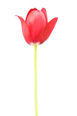 Lale çiçeği beyaz arka planda çiçek açar. Yüksek çözünürlüklü fotoğraf.