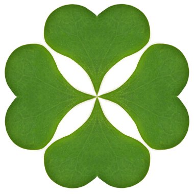 Beyaz arkaplanda yeşil yonca yaprağı var. Aziz Patrick günü tatili ve bayram yoncaları sembolü. Yüksek çözünürlüklü. Tam alan derinliği.