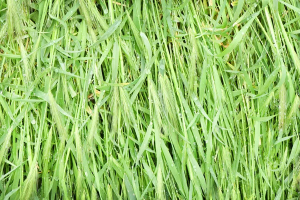 Fresh Grass Dew Drops Close High Resolution Photo Selective Focus — Stock Photo, Image
