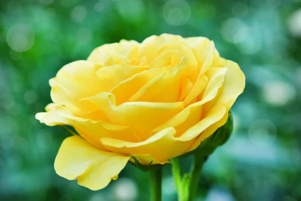 Perfecte Single Yellow Rose Met Leafs Open Ongelooflijk Mooie Gele — Stockfoto