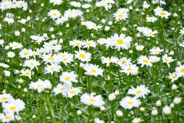 Heřmánkový Květ Zelené Louce Sedmikrásky Dox Eye Common Daisy Dog — Stock fotografie