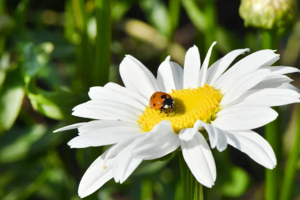 Ladybird Daisy Image Summer Flowers High Resolution Photo Selective Focus — Stock Photo, Image