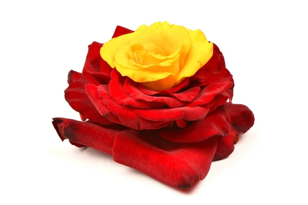 Beautiful Red Yellow Rose Flower Isolated White Background High Resolution — Stock Photo, Image