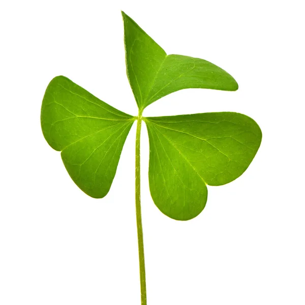 Zielony Liść Koniczyny Izolowany Białym Tle Dzień Świętego Patryka Symbol — Zdjęcie stockowe