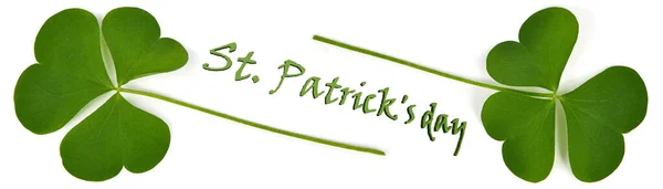 Zielony Liść Koniczyny Izolowany Białym Tle Dzień Świętego Patryka Symbol — Zdjęcie stockowe