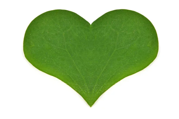 Hoja Trébol Verde Aislada Sobre Fondo Blanco Día San Patricio — Foto de Stock