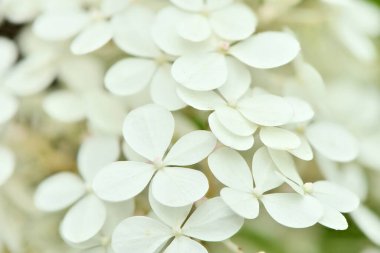 Yeşil bahçe arka planında harika beyaz ortanca