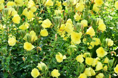 Yaz bahçesinde güzel sarı enotera çiçekleri. Yüksek çözünürlüklü. Seçici odaklanma. Sığ alan derinliği.