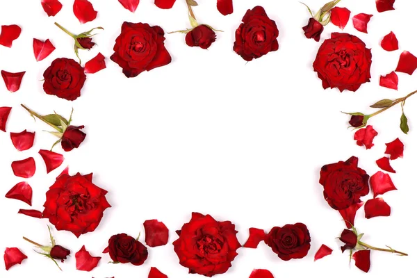 Beautiful Red Rose Flowers Set Out Frame Isolated White Background — Stock Photo, Image