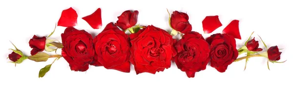 Beautiful Red Rose Flowers Set Out Left Isolated White Background — Stock Photo, Image