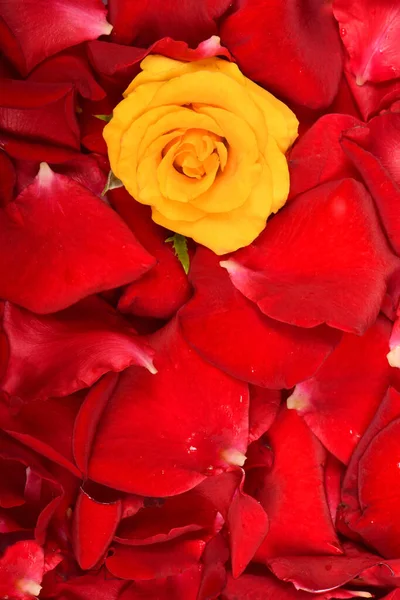 美丽的红色和黄色玫瑰花 高分辨率照片 实地的全部深度 — 图库照片