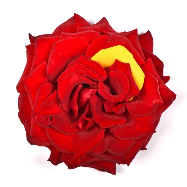 Bouquet Beautiful Red Yellow Rose Flower Isolated White Background High — Stock Photo, Image